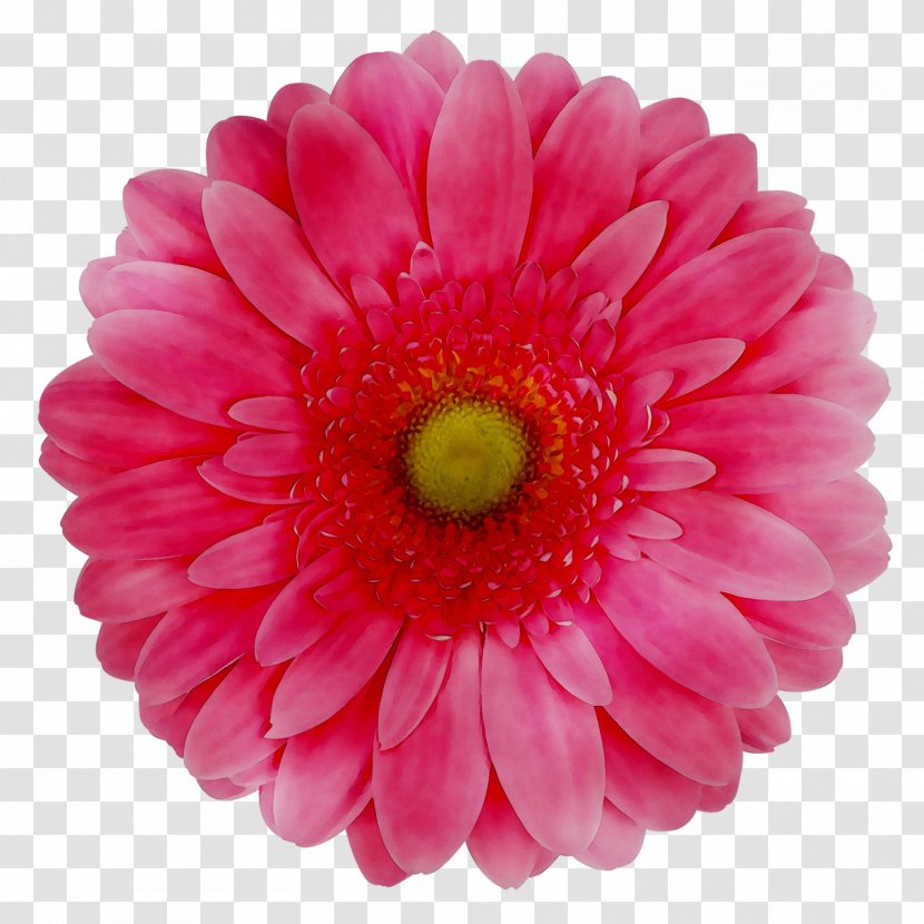 Transvaal Daisy Cut Flowers Floristry Burgess Florist Durban - Family - Petal Transparent PNG