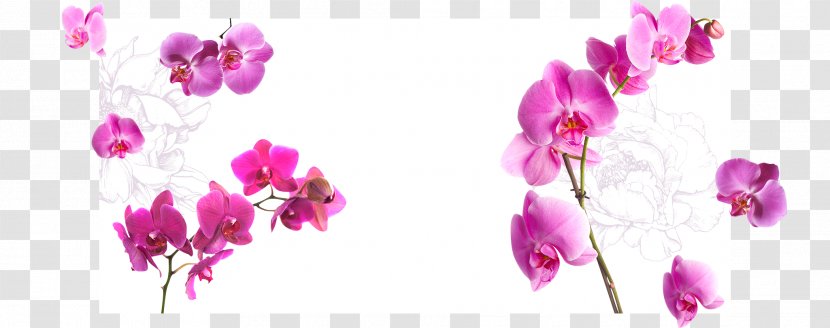 Orchids Flower Transparent PNG
