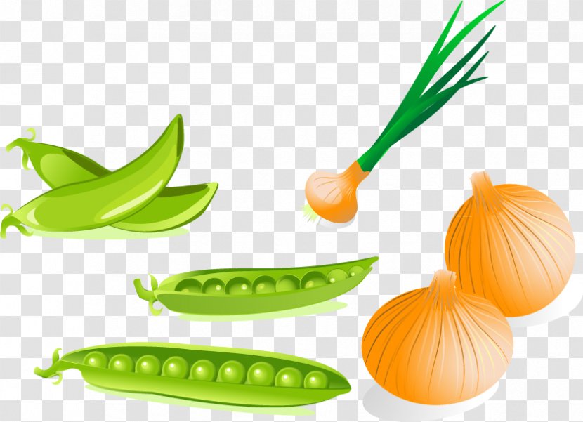 Pea Drawing Photography Clip Art - Cucumber Gourd And Melon Family - Beans Onion Vector Material Transparent PNG