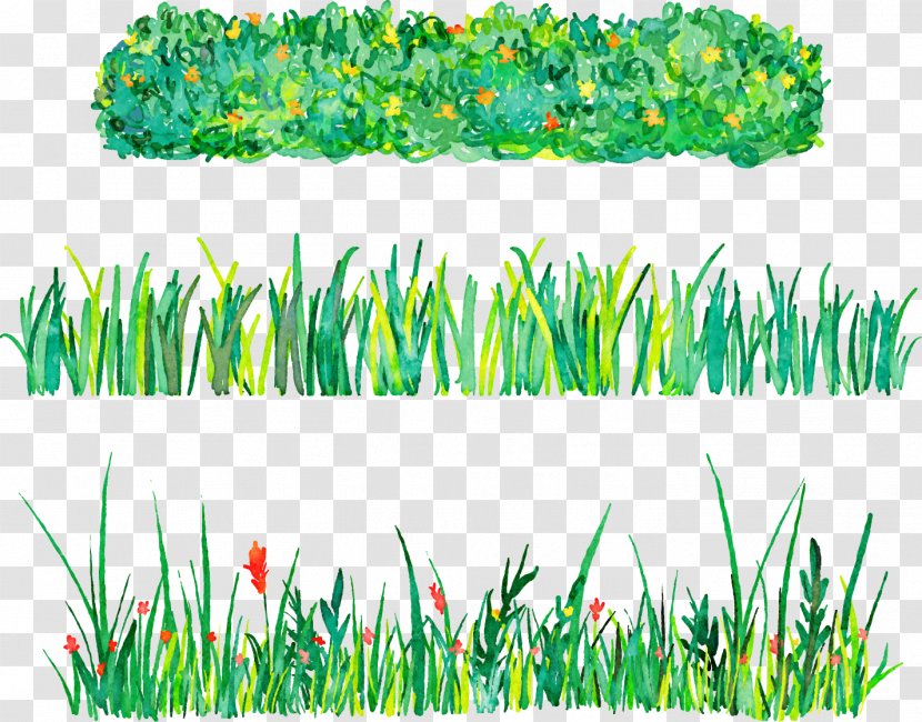 Euclidean Vector Illustration - Watercolor Painting - Hand-painted Grass Transparent PNG