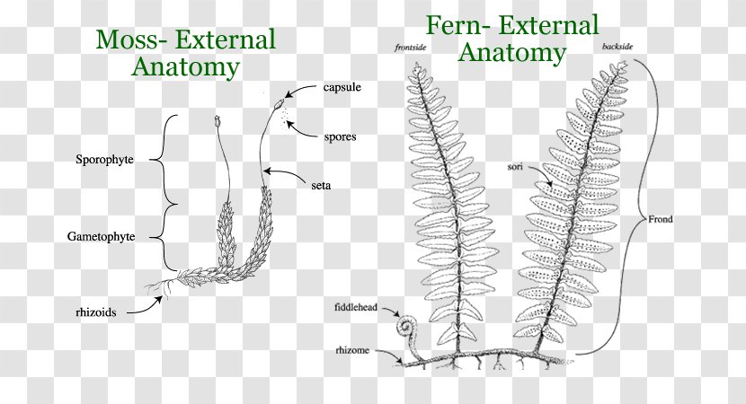 Plant Anatomy Reptile Turtle Moss - Frame - Ferns And Horsetails Transparent PNG