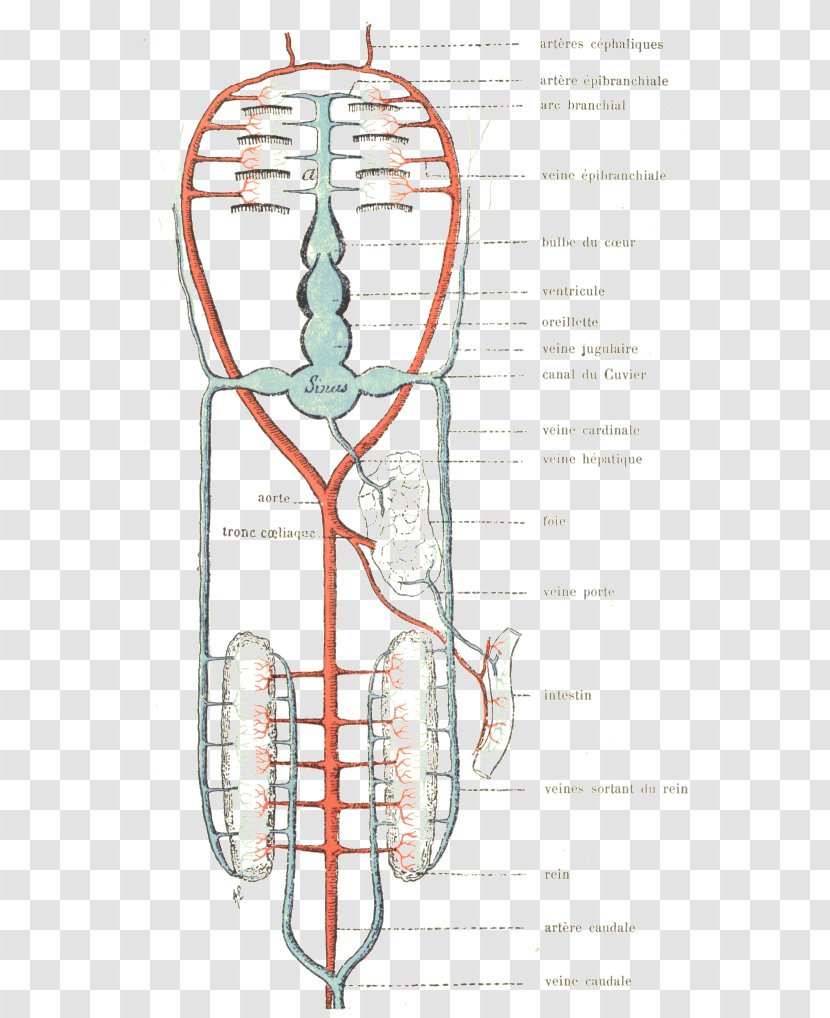 Circulatory System Vein Cartilaginous Fishes Human Anatomy - Tree - Fish Transparent PNG