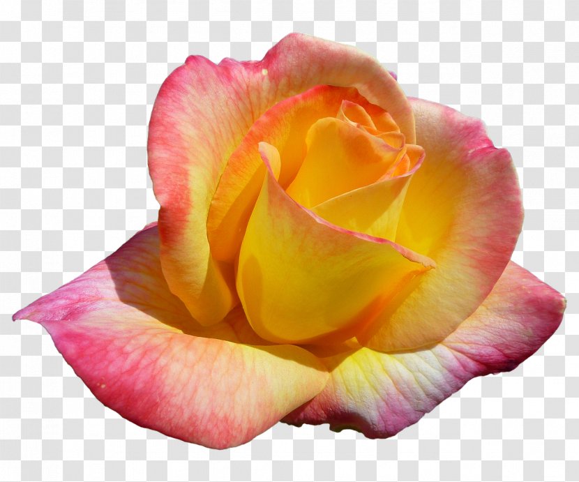 Garden Roses Il Paradiso Dei Fiori 2 Cabbage Rose Rainbow Floribunda - Yellow - Flower Transparent PNG