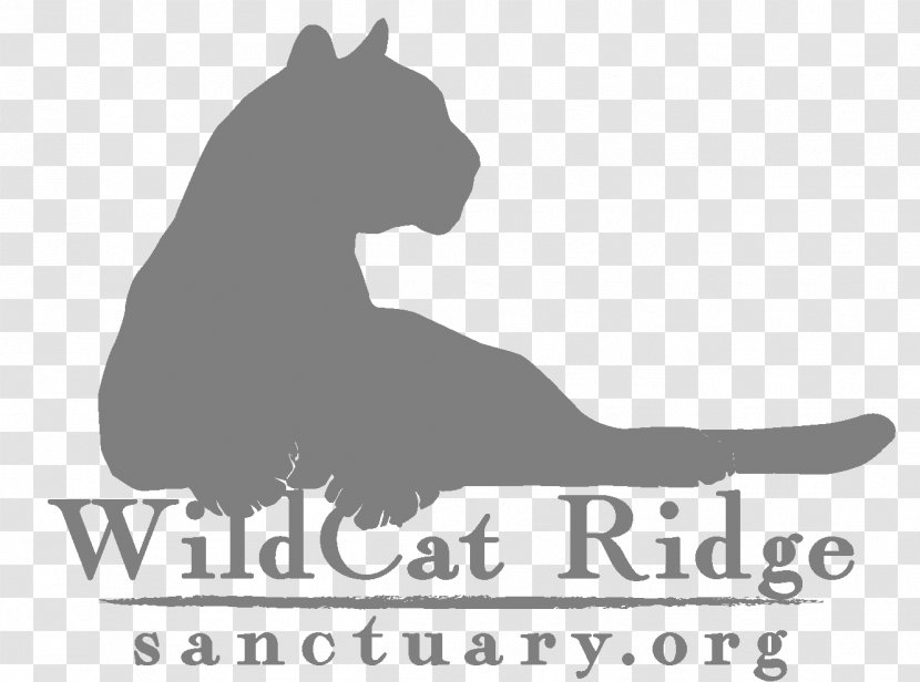 Dog Wildcat Black Pine Animal Sanctuary Bobcat - Mammal Transparent PNG