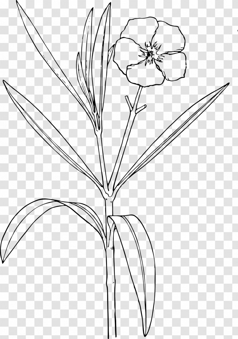 Oleander Nature Drawing And Design; Flower - Monochrome Photography - Bush Clipart Transparent PNG