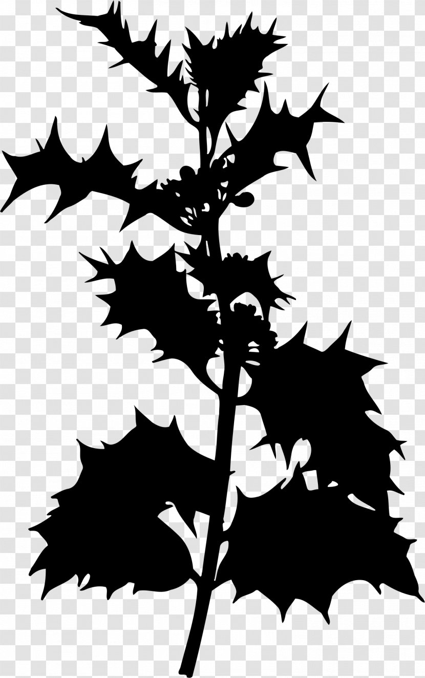 Common Holly Evergreen Shrub Species Tree - Ilex Transparent PNG