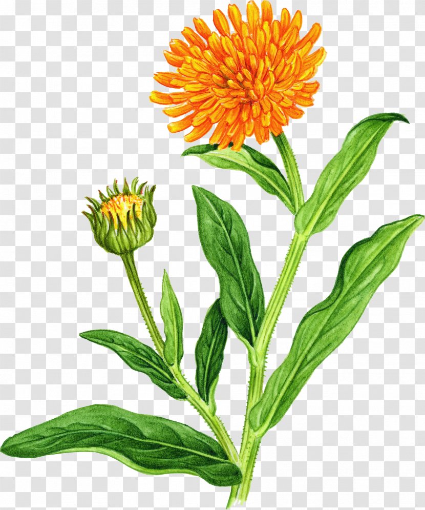 Marigold Wildflower Clip Art - Herbaceous Plant - Watercolor Greenery Transparent PNG
