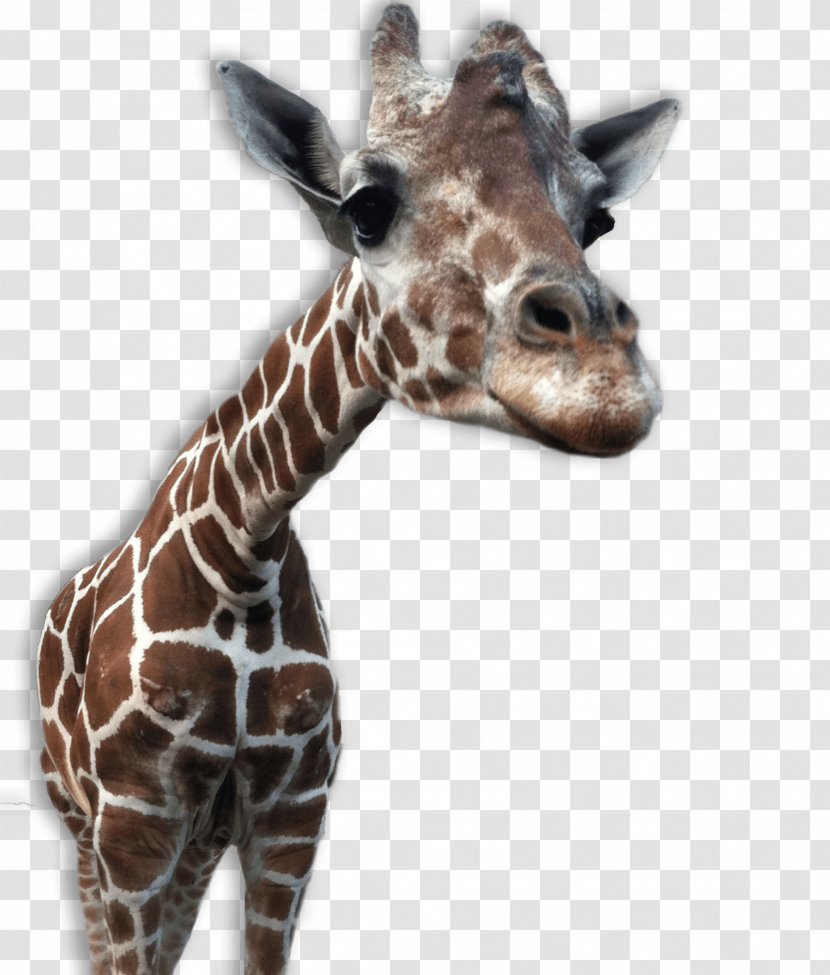 Giraffe Clip Art - Giraffidae Transparent PNG