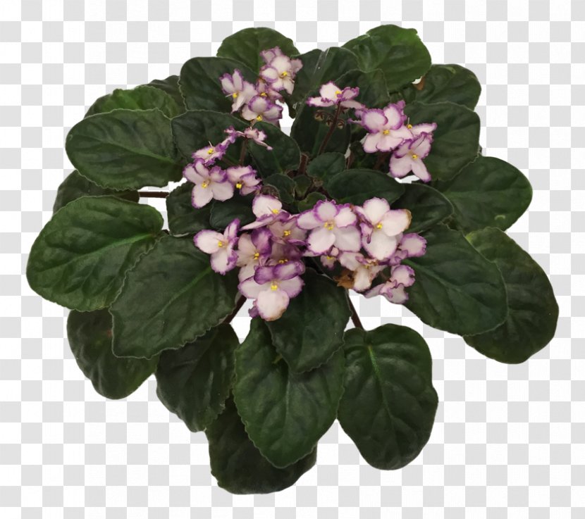 African Violets Violet Society Of America Flowerpot - Family Transparent PNG