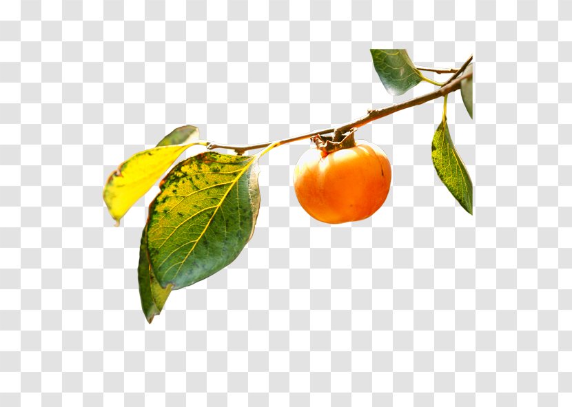 Persimmon Branch Fruit Leaf - Bitter Orange - The Branches Transparent PNG
