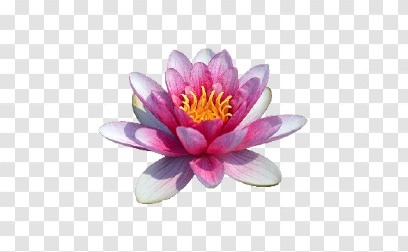 Sacred Lotus Water Lilies Image Clip Art - Nelumbonaceae Transparent PNG
