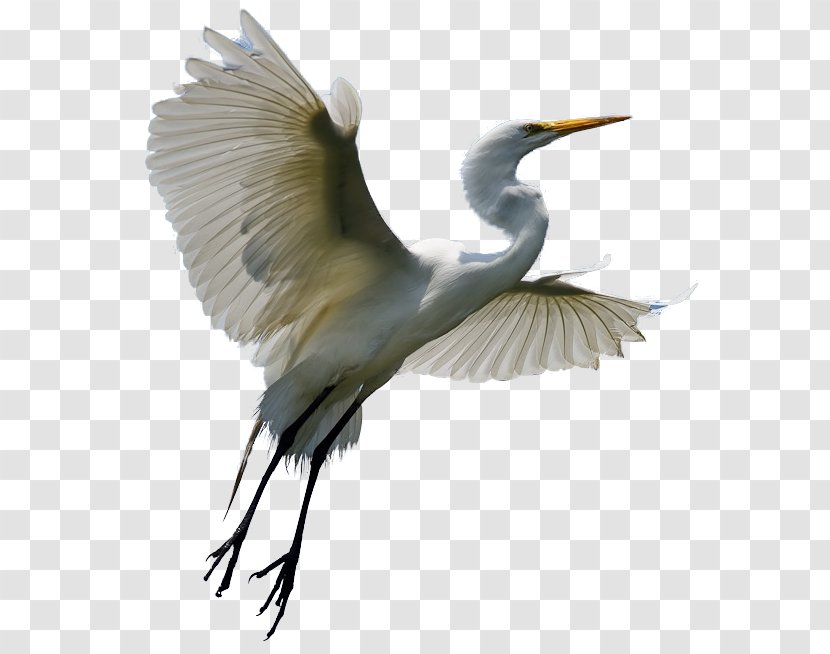 Heron Egret Bird Crane Clip Art - Fujian White - Macaw Transparent PNG