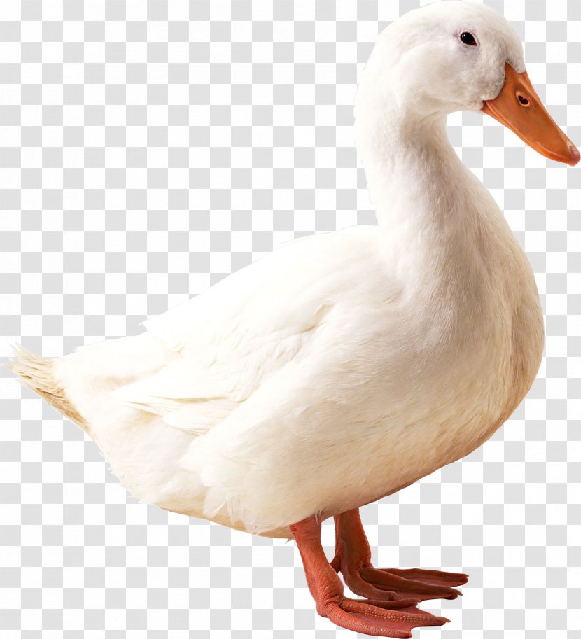 American Pekin Duck Mallard - Poultry - White Image Transparent PNG