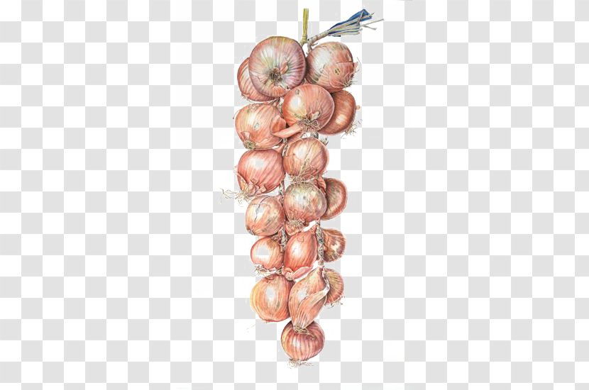 Watercolor Painting Onion Illustration - Cartoon Transparent PNG