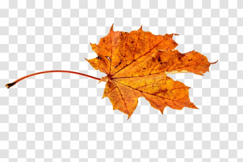 Autumn Leaf Color Orange Transparent PNG