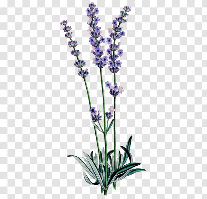 English Lavender Botanical Illustration Botany Oil Familiar Wild Flowers - Printing - Plant Transparent PNG
