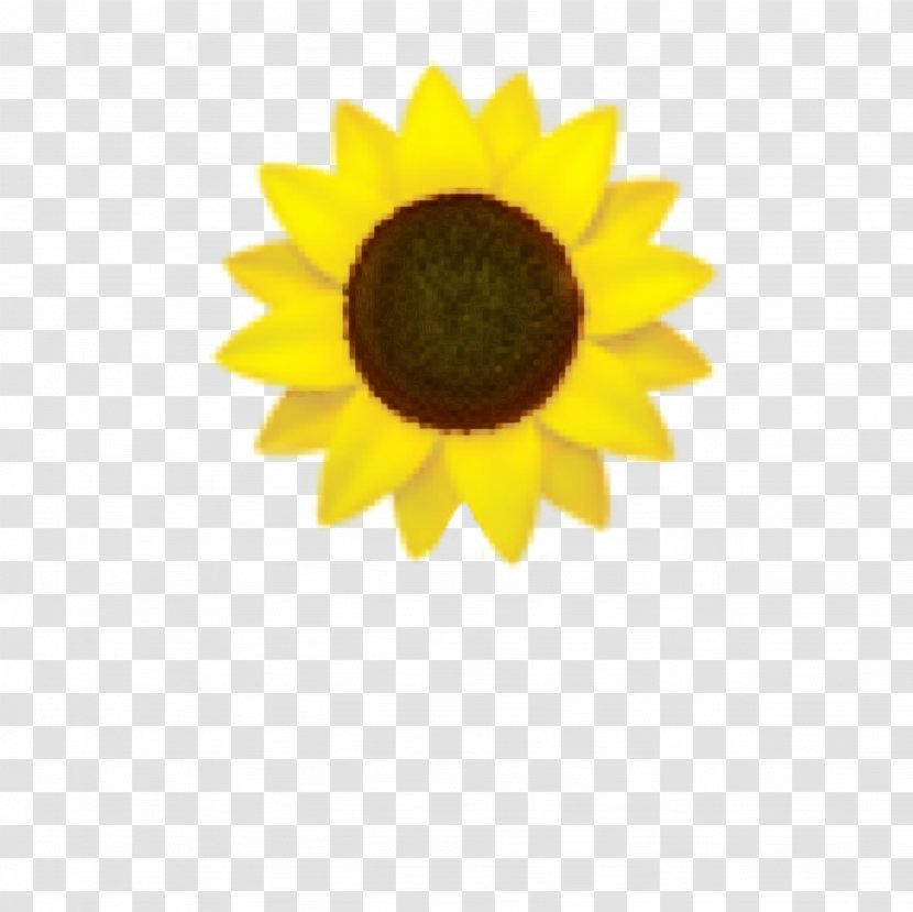 Drawing Of Family - Common Sunflower - Perennial Plant Cuisine Transparent PNG