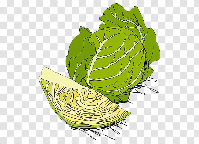 White Cabbage Red Cauliflower Vegetable Illustration - Cut Transparent PNG