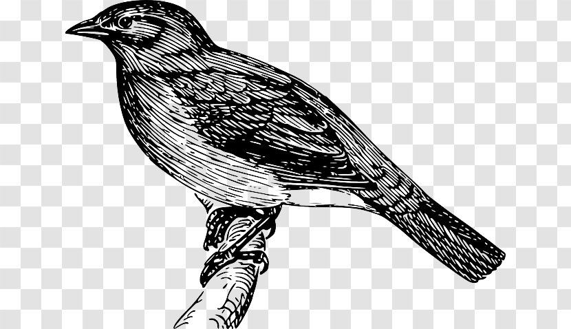 Clip Art Bird Bulbul Vector Graphics Openclipart - Wildlife - Singing Birds Transparent PNG