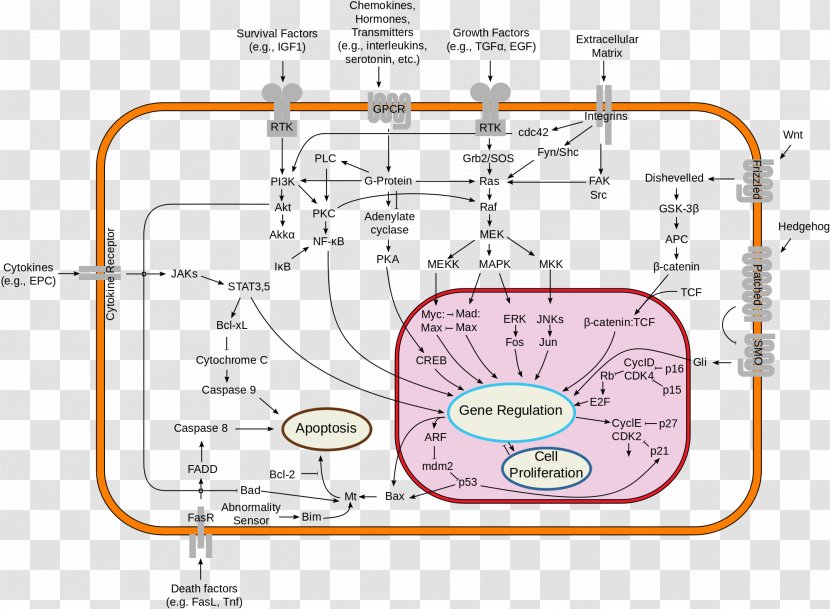 Signal Transduction Cell Signaling Receptor Second Messenger System - Diagram Transparent PNG