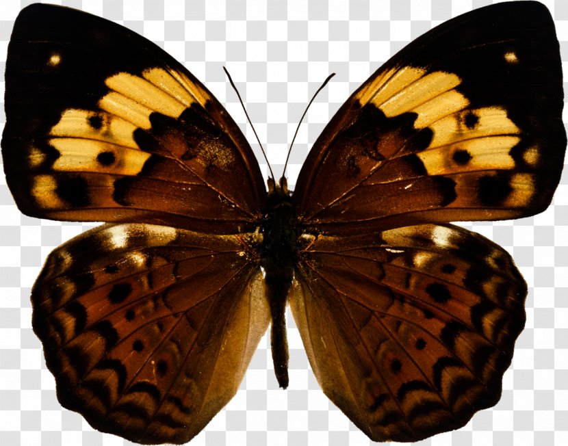 Butterfly Photography Insect - Monarch Transparent PNG