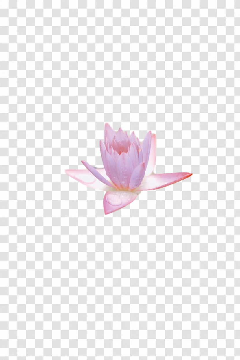 Flower Petal Lilac M Plants Seed Plants Transparent PNG
