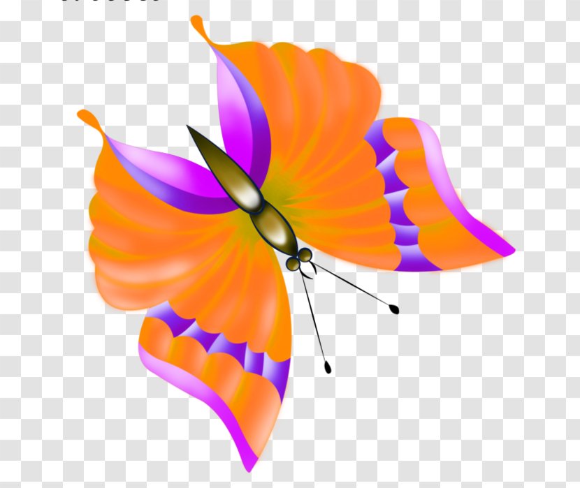 Monarch Butterfly Insect Drawing Clip Art Transparent PNG