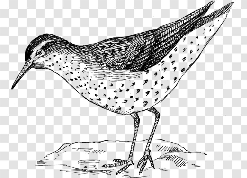 Pedagogy Education Biodiversity Beak Bird - Sandpiper Transparent PNG