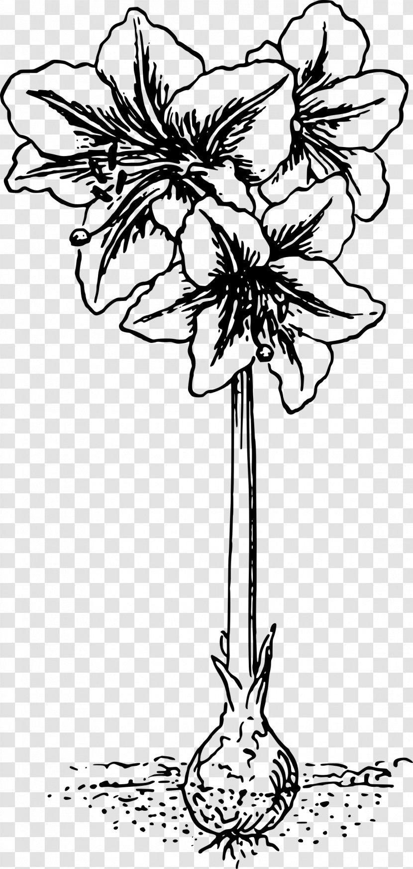 Tattoo Clip Art Amaryllis Vector Graphics Image - Line - Public Domain Botanical Illustrations Transparent PNG