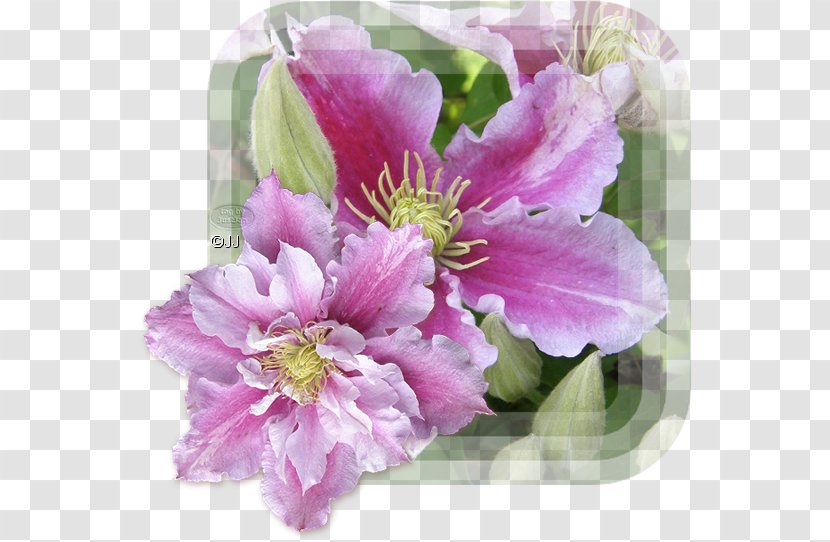 Lily Of The Incas Cut Flowers Floral Design Leather Flower - Clematis Transparent PNG