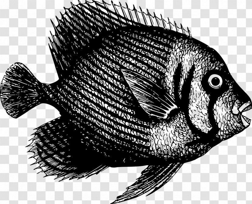 Fish Clip Art Nile Tilapia Aquatic Animal - Perciformes - Canary Rockfish Pacific Ocean Transparent PNG