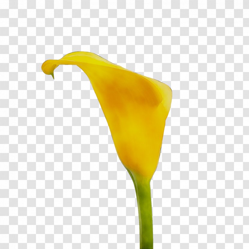 Yellow - Arum Family Transparent PNG