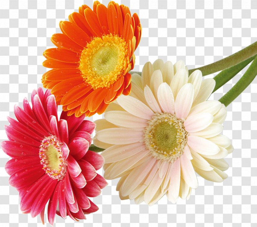 Flower Bouquet Nosegay - Annual Plant Transparent PNG