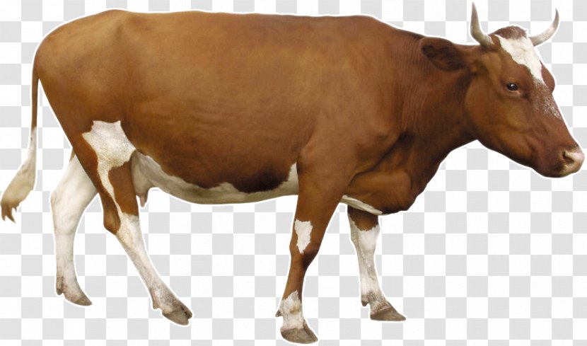 Beef Cattle Dairy - Bull - Brown Cow Transparent PNG