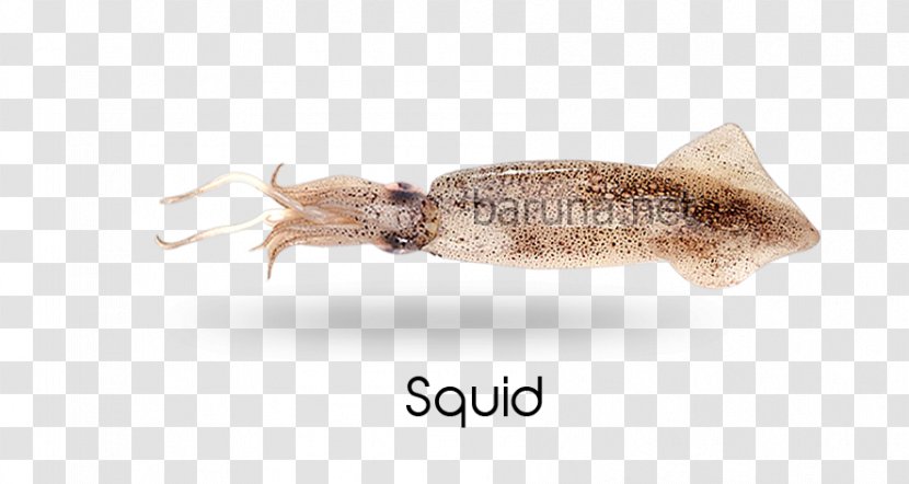 Squid Cephalopod Fauna Pest - Invertebrate - Rings Transparent PNG
