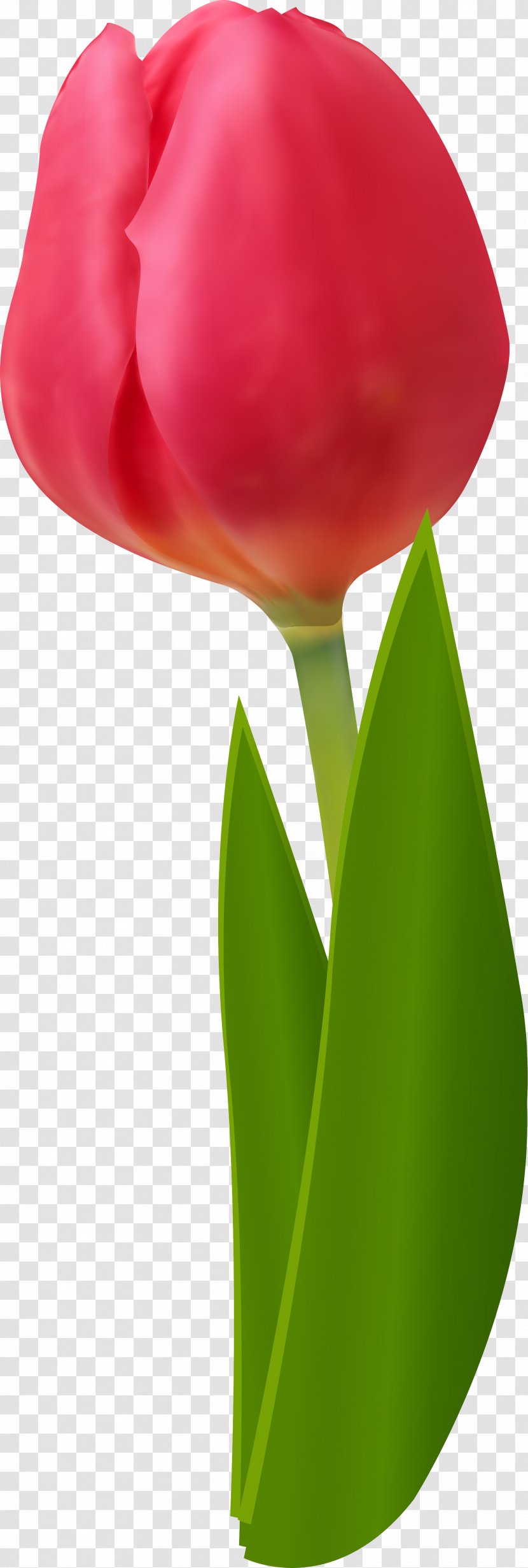 Cut Flowers Tulip Red Clip Art - Petal Transparent PNG