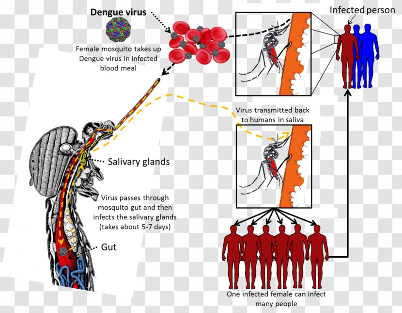 Dengue Virus Yellow Fever Mosquito Viral Hemorrhagic Disease - Tree - Silhouette Transparent PNG