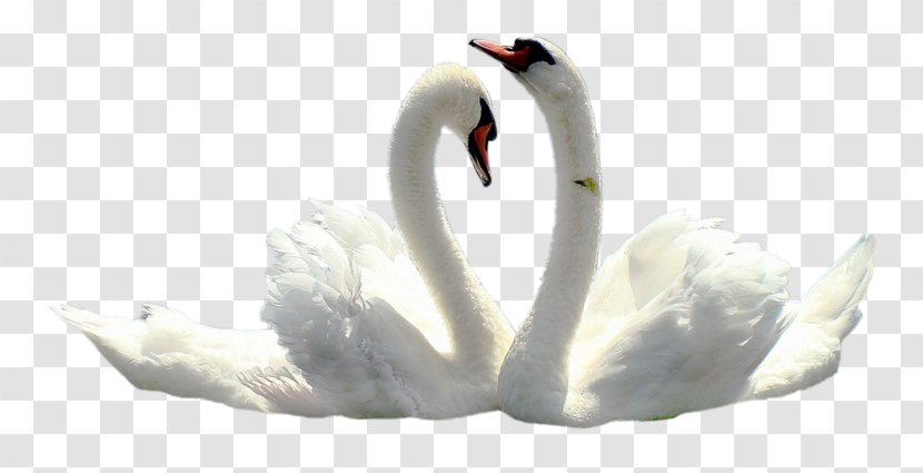 Mute Swan Black Tundra Wedding Clip Art - Gift - Le Cygne Transparent PNG