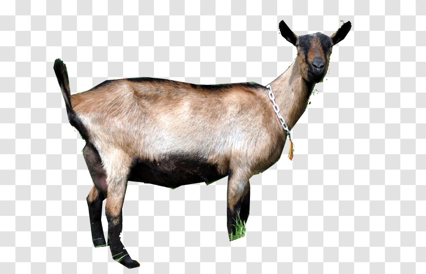 Goat Fauna Terrestrial Animal Wildlife Transparent PNG