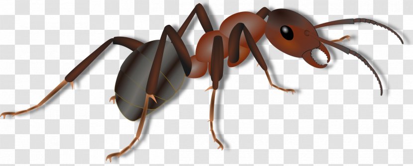 Ant Clip Art - Insect - Ants Transparent PNG