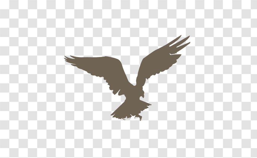 Bird Silhouette Drawing - Beak - Cartoon Eagle Transparent PNG