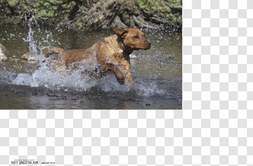 Dog Breed Sporting Group - Labrador Transparent PNG