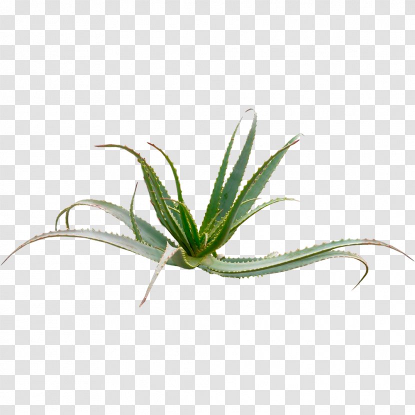 Aloe Vera Arborescens Plant Aloin Arborescence - Gel Transparent PNG