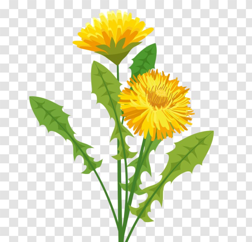 Dandelion Pissenlit Plant Flower Clip Art - Yellow Apricot Transparent PNG