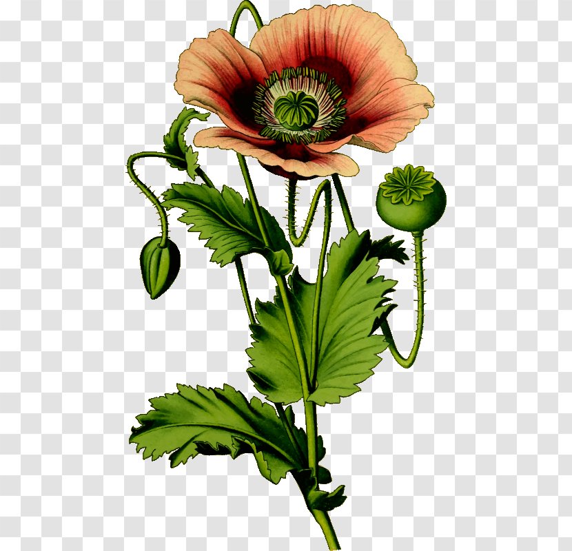 Opium Poppy Common Clip Art - Seed Plant - Poppies Vector Transparent PNG