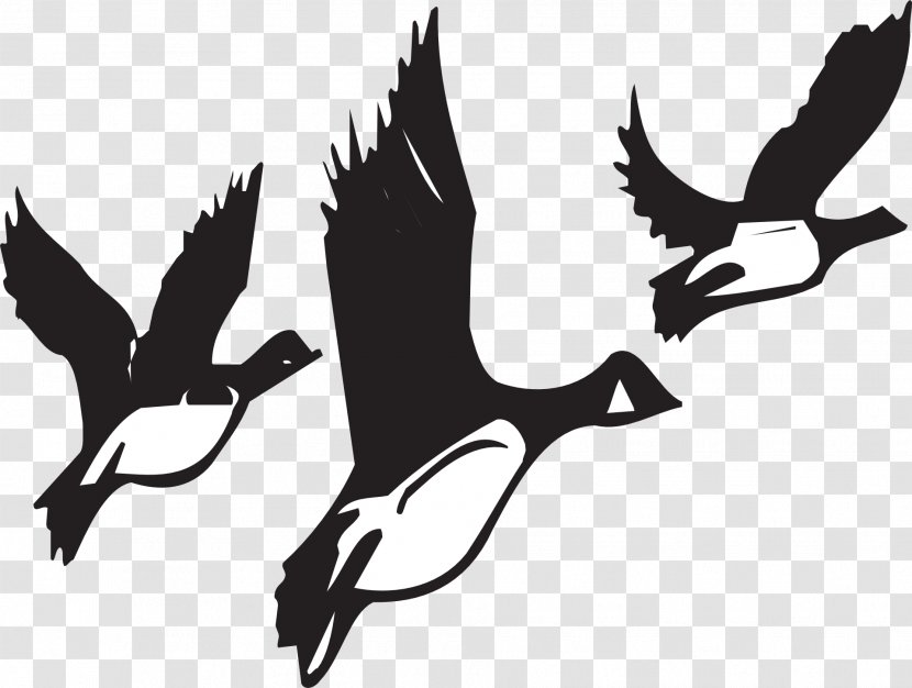 Duck Goose Flight Mallard Vector Graphics Transparent PNG