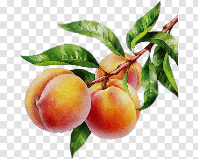 Apricot Peach Dried Fruit Transparent PNG