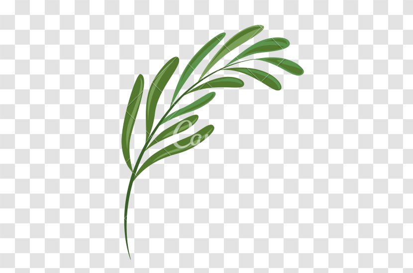 Leaf Plant Fern - Flora - Greenery Transparent PNG