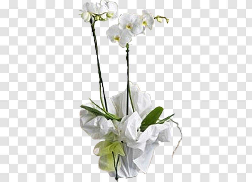Moth Orchids Cut Flowers Plant - Flowering - Flower Transparent PNG