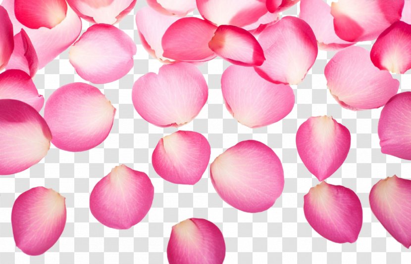 Pink Petal Symbol - Raster Graphics - Exquisite Rose Petals Transparent PNG
